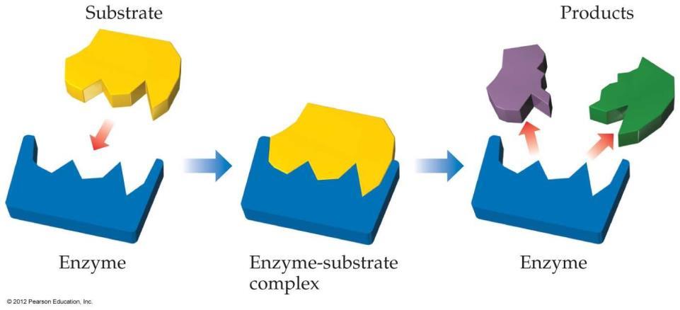 Substrat, enzimin aktif bölgesine
