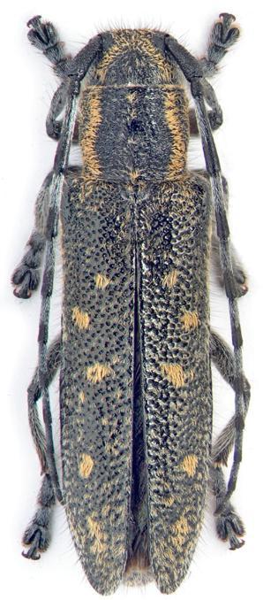 44 Tribus Saperdini Cins Saperda Fabricius, 1775 [Tip tür: Cerambyx scalaris Linnaeus, 1758] Alt Cins Compsidia Mulsant, 1839 [Tip