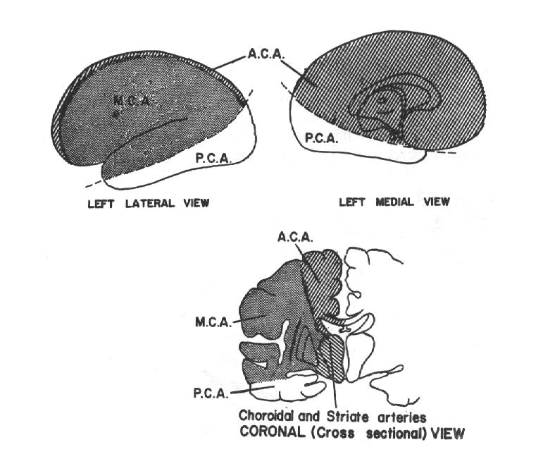A. gyri angularis Gyrus angularis i besler. A. frontalis ascendens 6) A.CEREBRİ POSTERİOR A. basilaris in iki uç dalından biridir.