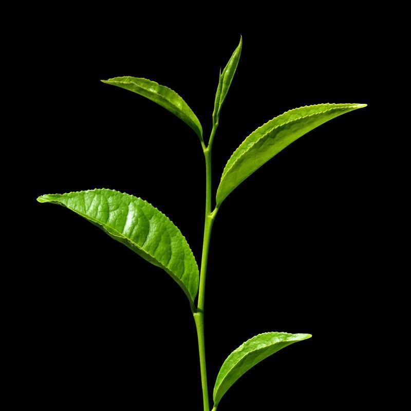 GİRİŞ Camellia sinensis Yeşil çay (fermente edilmemiş),
