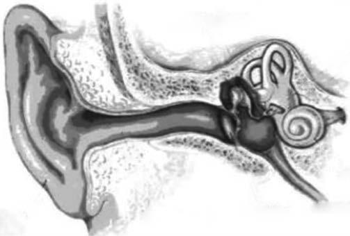 Şekil 6.4: Kulağın Anatomisi Kaynak: http://www.ozida.gov.tr/egitim/isitme/isitme_clip_image002.
