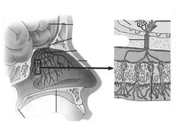 Tat Alma Duyusu Şekil 6.5: Burun anatomisi Kaynak: http://www.insanmucizesi.com/bolum5/res/199.jpg, (17.02.2012) Koku alma duyusu ile ilişkili olan bir diğer duyu sistemi tat alma duyusudur.