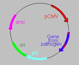 İdeal Bir Plasmidin Kompenentleri Güçlü bir ökaryotik promotor, Patojene ait genin insersiyonu için bir klonlama bölgesi, Bir