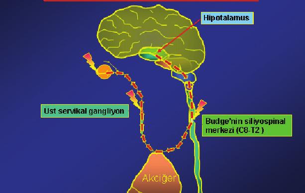 Bebeklik döneminde pupilla daha küçük boyutlarda olup normal çapına yaklaşık 7-8 yaşlarında ulaşır.