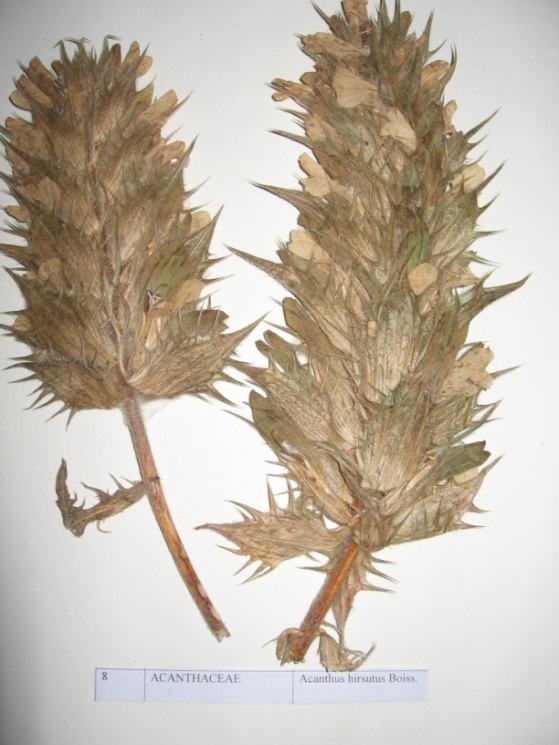 35 EKLER Acanthus hirsutus Boiss. (Tüylü ayıpençesi) Familya: Acanthaceae Kuvvetli, çok yıllık, otsu yapıda olan, yem değeri taşımayan bir türdür. Dik olarak 30-40 cm boylanır.