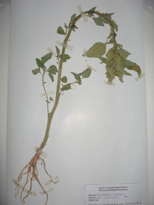 36 Amaranthus retroflexus L. (Horoz ibiği) Familya : Amaranthaceae Tek yıllık, yükselici, dik gelişen formda olup 15-100 cm arasında boylanabilir. Yol kenarları, kültür yapılan alanlarda yaşar.