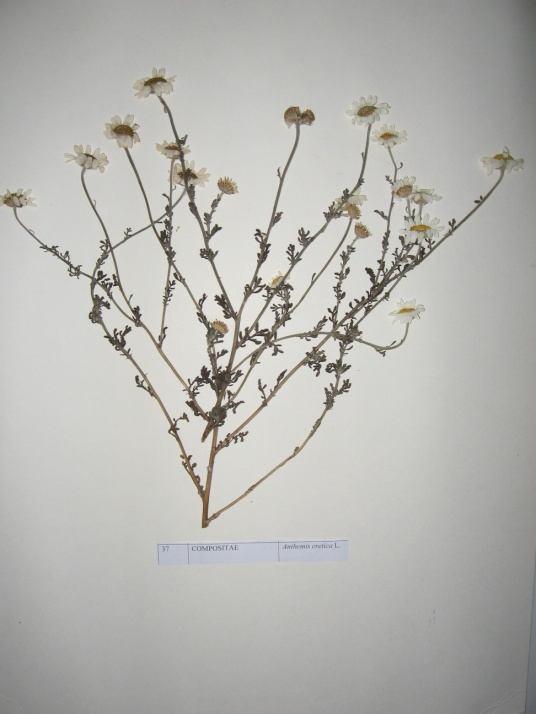 38 Anthemis cretica L. (Dağ papatyası) Sinonim : A.montana L. A.orientalis auct. Non. (L.) Degen. Familya : Asteraceae Ülkemizde yaygın papatya türlerinden birisidir. Çok yıllık ve otsudur.