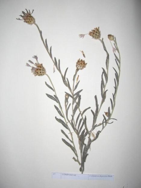 41 Centaurea depressa Bieb. (Yatık gökbaş) Sinonim : C.anatolica Gris. Cyanus depressus (Bieb.) Sojak Familya : Asteraceae Tek yıllık, 10-60 cm boyunda, otsu, genellikle tabana yakın dallanmıştır.