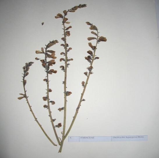 56 Onobrychis hypargyrea Boiss. (Merkep korungası) Familya : Fabaceae GENEL ÖZELLİKLER Çok yıllık olan bitkinin dik ve yarı dik formları vardır. Boyu 50 cm. ulaşabilir.