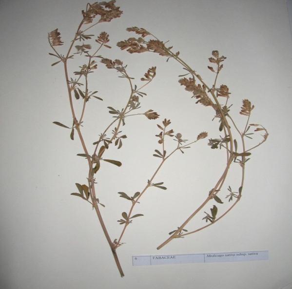 58 Medicago sativa subsp. sativa (Yonca) Familya : Fabaceae Çok yıllık, otsu yapıda, uzun ömürlü, yarı yatık, dik gelişen 60-100 cm boyunda bir bitkidir.