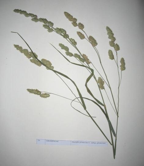 61 Dactylis glomerata L. subsp.
