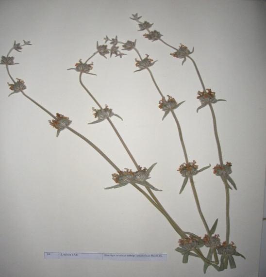67 Sthachys cretica subsp. anatolica Rach. Fil. (Girit karabaşı, Kestre) Familya : Labiatae Çok yıllık olan bitki tabanda rozetli olup 25-100 cm arasında boylanır.