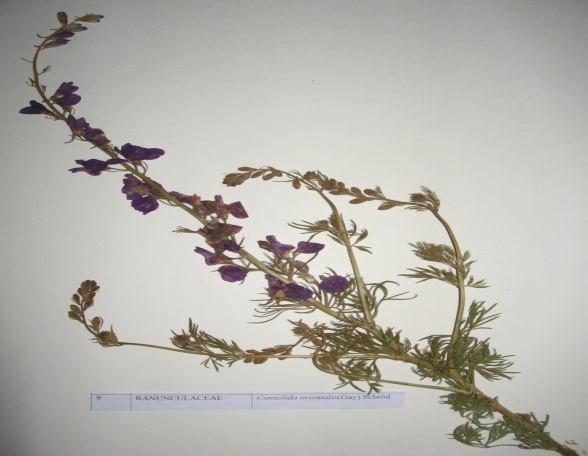 74 Consolida orientalis (GAY) SCHROD. (Doğu tarla hezeranı) Sinonim : Delphinium ajacis L. D. orientale J. Gay D.
