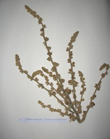 77 Verbascum cheiranthifolium Boiss. (Sığır kuyruğu) Familya : Scrophulariaceae Uzun boylu, geniş yapraklı ve çiçek salkımı dallanan, çok yıllık bir sığırkuyruğu türüdür.