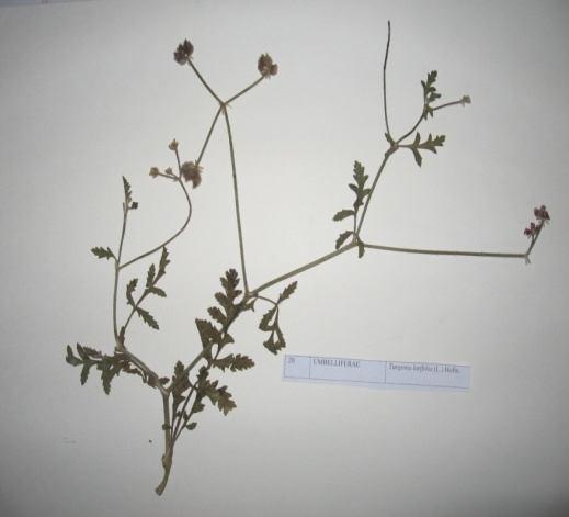 79 Turgenia latifolia (L.) Hofm. (Geniş yapraklı pıtrak) Sinonim: Caucalis latifolia L. Familya :Umbelliferae Yıllık, otsu yapıda olan bitki, dik yada yarı yatık olabilir.