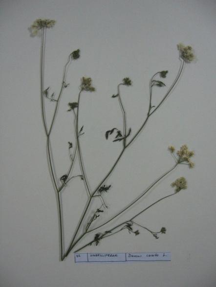 81 Daucus carota L. (Yabani havuç) Sinonim : D.gingidium L. Familya : Umbelliferae Çok yıllık, gövdeleri genellikle dallanmış, 10-200 cm boyda, sert tüylü veya tüysüzdür.