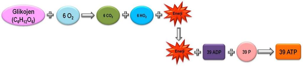 13 (CO 2 ) ve suya (H 2 O) kadar tamamen parçalanmasından 39 mol ATP nin resentezine yetecek kadar enerji açığa çıkar.