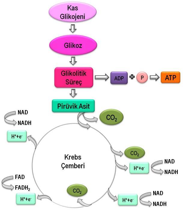 14 Krebs çemberi (sitrik asit siklusu) Bir dizi kimyasal reaksiyonlar zinciridir ve aerobik sistemin başlangıç kısmıdır.