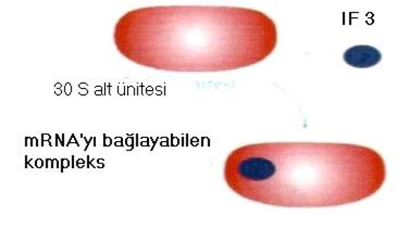 Başlangıç safhası üç aşamada gerçekleşir.