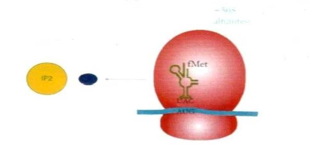 3- Bir ribozom proteini parçalanarak iki alt ünitenin oluşumu sağlanır.