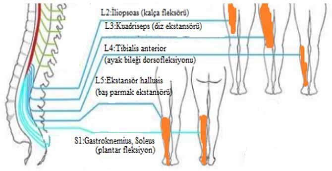 dermatom haritası.