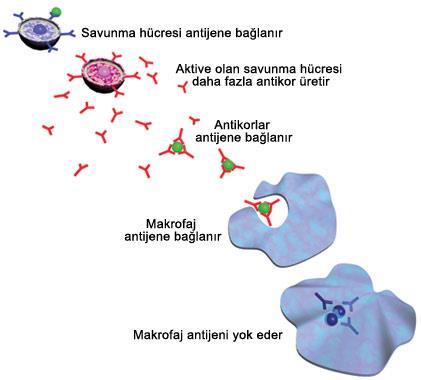 ANTİKOR: Koruyucu proteinlerdir. Antikorlar immünglobünlerdir.