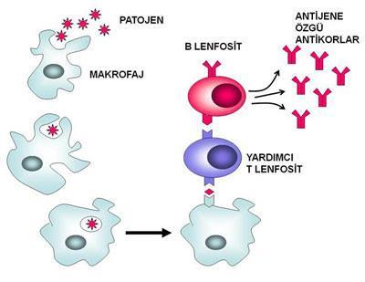 Antikor yalnızca kendini meydana getiren antijen ile birleşir.