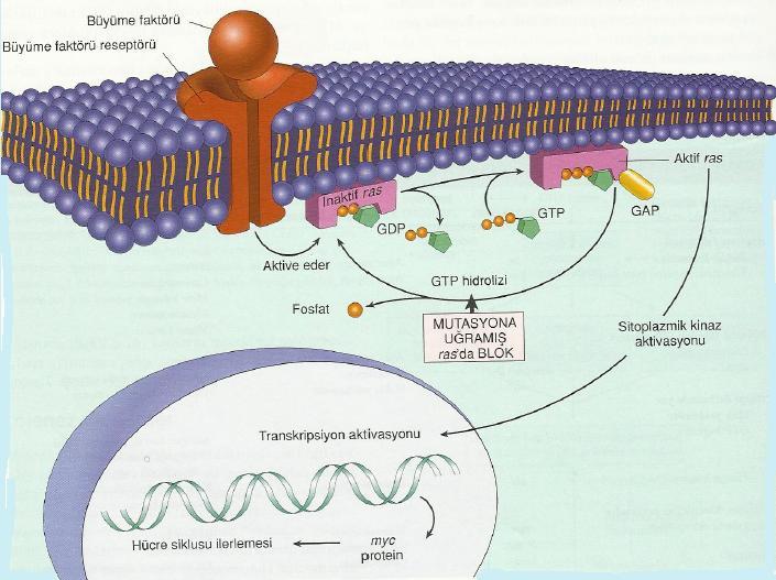 ġekil 2: ras genlerin etki modeli. Normal bir hücre büyüme faktörü reseptörü ile uyarıldığı zaman, inaktif (GPD-bağlı) ras, GTP-bağlı döneme aktive olur.