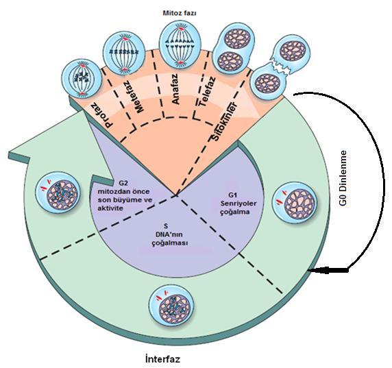 Antineoplastik ilaçların önemli bir ortak özelliği çoğunun hücre bölünmesini dolayısıyla çoğalmasını inhibe etmektir.