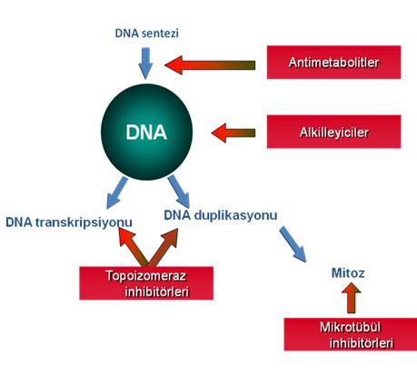 ġekil 7: Hücresel düzeyde sitotoksik ilaçların etki yerleri (94 den uyarlanmıģtır)⁹⁴.