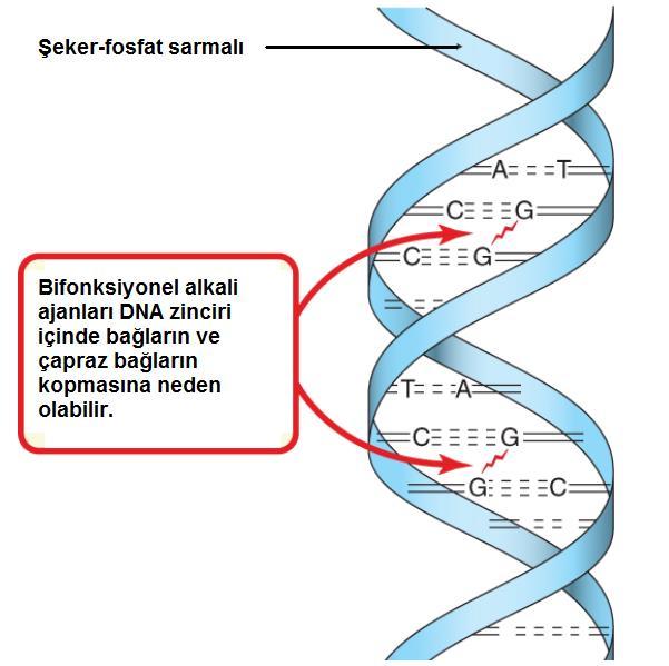genetik kodun yanlış okunması, iki ayrı guanin arasında köprü kurulması gibi olaylara neden olarak DNA replikasyonu önlenir.