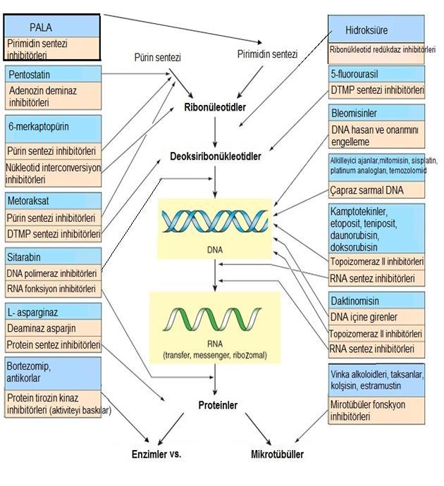ġekil 10: Neoplastik hastalıklar da kullanılan bazı kemoterapatik