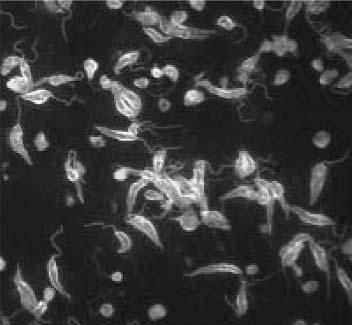 Leishmania IFAT ile saptanan antikor pozitifliği (X100). Leishmania promastigotları Resim 4.