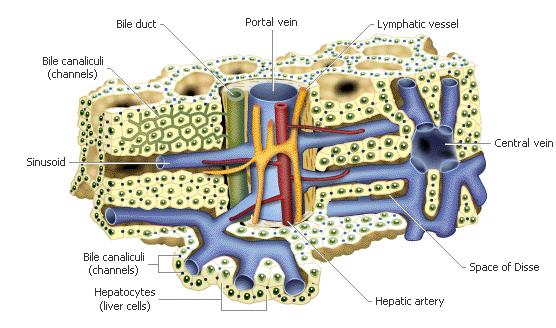 SAFRA KANALLARI İntrahepatik safra kanalları Canaliculi intercellulares Ductuli biliferi Ductus interlobularis Extrahepatik safra kanalları