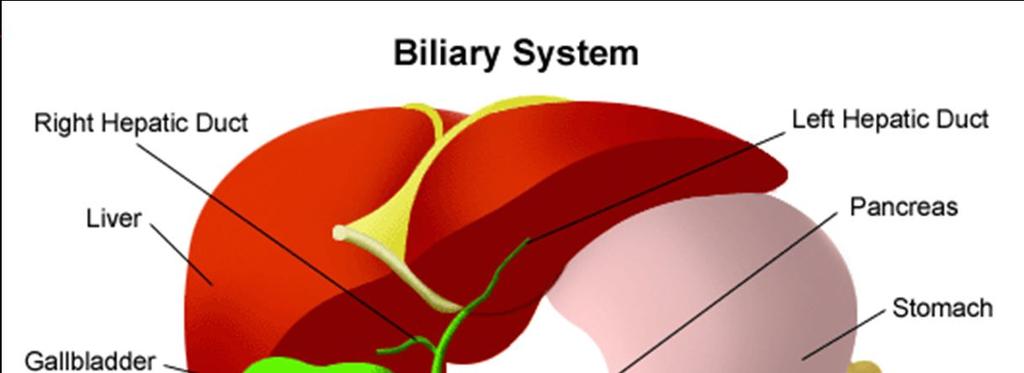 Vesica biliaris Fundus vesica biliaris Corpus vesicae biliaris Collum