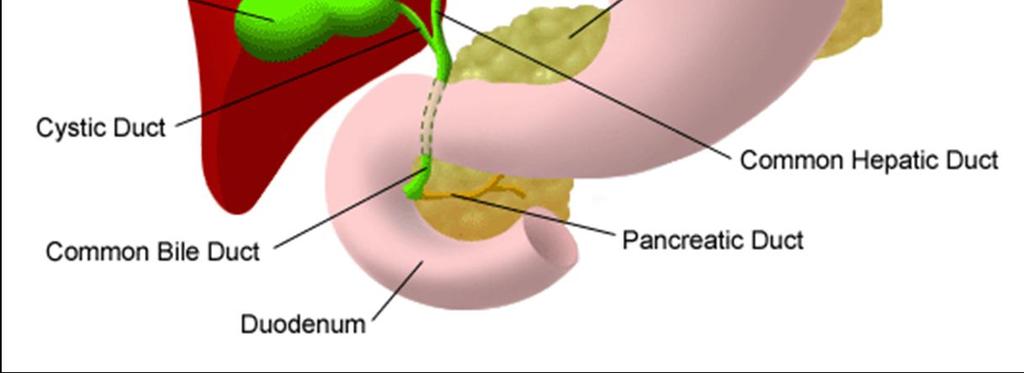 çıkarılması işlemine kolesistektomi (Cholecystectomy) denir.