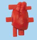 İç organlar (parçaları bir araya getiriniz): Kalp, akciğerler, karaciğer, mide, böbrekler ve bağırsaklar (üç