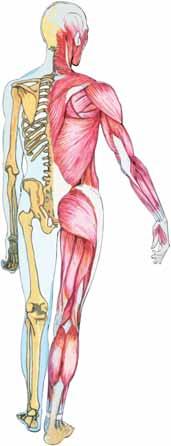 erkek arka görünüş kadın ön görünüş İskelet ve Kaslar Renklendirme: kemikler kaslar Kafatası Boyun kası (omzu hareket ettirir) Pektoralis majör (omuzları ve göğüs kafesini hareket ettirir) Kürek