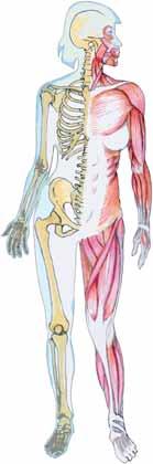 (kolları büker) İlium Pubis İskiyum Kalkaneus Latissimus dorsi (sırtı hareket ettirir) Ekstansör kası (eli açar) Gluteus maksimus (yürümek ve tırmanmak için) Biseps femoris (bacağı büker ve uzatır)