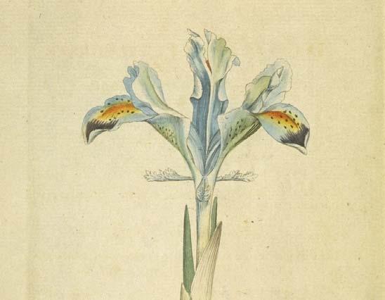 12 4. ARAŞTIRMA SONUÇLARI VE TARTIŞMA 4.1. Iris L. Cinsinin Morfolojik Özellikleri Rizomlu yada bulb lı bitkilerdir. Gövde az çok indirgenmiş yada iyi gelişmiştir.