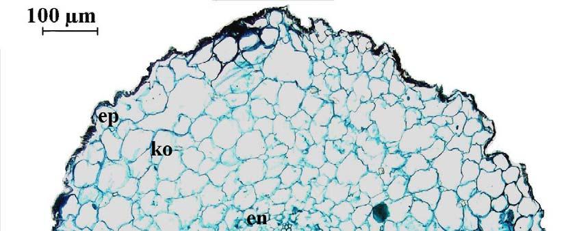 15 4.2.2. Iris caucasica kök anatomik özellikleri En dış yüzeyde tek tabakalı, dört köşeli yada dairemsi epidermis hücreleri bulunmaktadır.