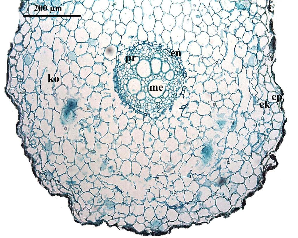 19 4.2.6. Iris galatica kök anatomik özellikleri En dış yüzeyde tek tabakalı, dört köşeli yada dairemsi-düzensiz epidermis hücreleri bulunmaktadır.
