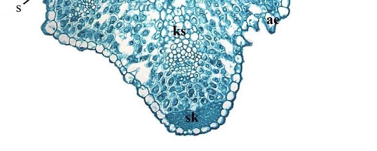 epidermis. Şekil 4.3.2. Iris aucheri türünün midrip enine kesiti.