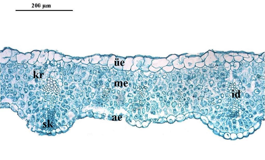 32 Iris stenophylla yaprak anatomik özellikleri Tek sıralı üst ve alt epidermis hücreleri bulunmaktadır. Üst epidermis hücreleri bariz daha büyük ve dikdörtgen veya kare şekillidir.