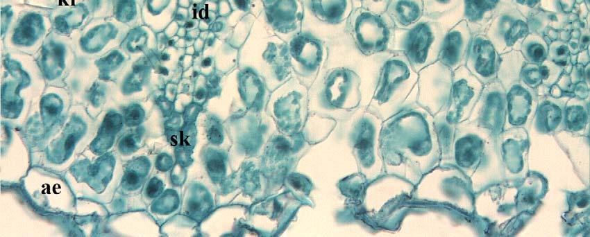 Alt epidermis daha küçük, kare yada dairemsi şekillidir. Üst ve alt epidermis üzerinde ince bir tabaka halinde kutikula bulunmaktadır. Üst epidermis üzerindeki kutikula biraz daha kalındır.