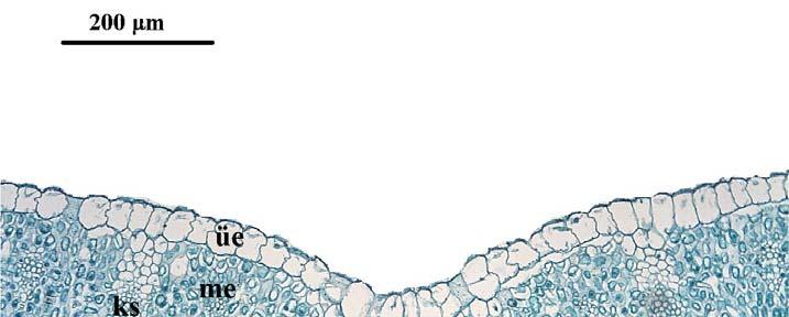 epidermis. Şekil 4.3.23. Iris galatica türünün midrip enine kesiti.