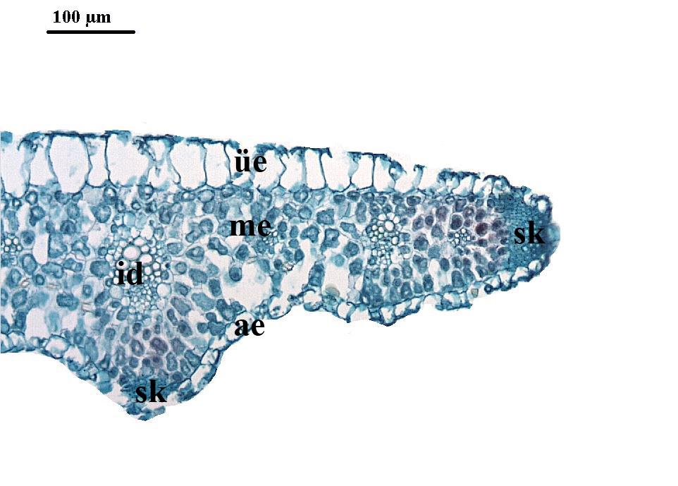 Şekil 4.3.28.