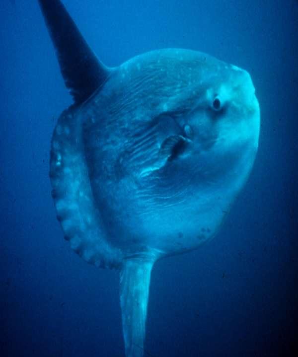 -Mola mola (ay balığı) Kesik bir kafaya benzer.