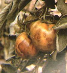 Özellikle erken dönemde bulaşan bitkilerde hafifçe sararma ve cüceleşme görülür. Yaprak ayalarında içe doğru çöküntü ve lekeler oluşur.