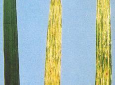 Belirtisi: Hastalığın en önemli belirtileri yapraklarda yeşil sarı çizgiler oluşturması ve cücelik oluşturmasıdır. Çizgiler birbirine paraleldir ancak devamlı değil genelde kesik kesiktir.
